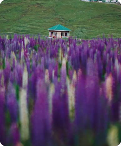 kashmir-package